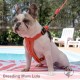 French Bulldog Dame - Lulu NFS