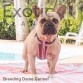 French Bulldog Dame - Carmel NFS
