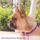 French Bulldog Dame - Madeline NFS