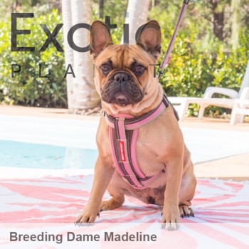 French Bulldog Dame - Madeline NFS