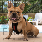 French Bulldog Stud - Boof (For Stud)  POA