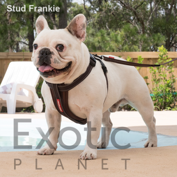 French Bulldog Stud - Frankie (For Stud) POA