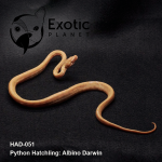 Hatchling Albino Darwin Male HAD-051M