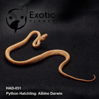 Hatchling Albino Darwin Male HAD-051M