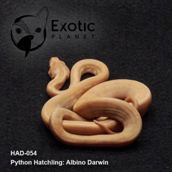 Hatchling Albino Darwin Female HAD-054F