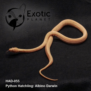 Hatchling Albino Darwin Female HAD-055F
