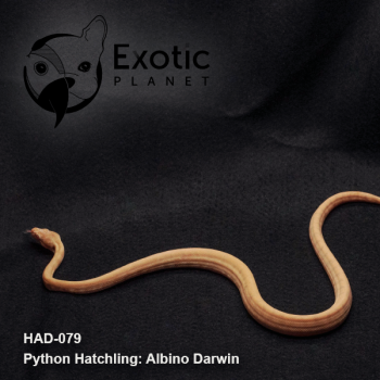 Hatchling Albino Darwin Female HAD-079F