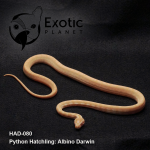 Hatchling Albino Darwin Male HAD-080M