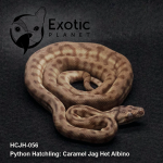Hatchling Caramel Jag Het Albino Male HCJH-056M