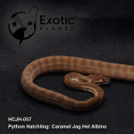 Hatchling Caramel Jag Het Albino Female HCJH-057F