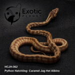 Hatchling Caramel Jag Het Albino Male HCJH-062M