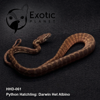 Hatchling Darwin Het Albino Female HHD-061F