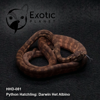 Hatchling Darwin Het Albino Male HHD-081M