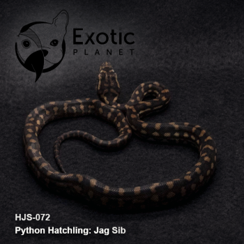 Hatchling Jag Sib Male HJS-072M