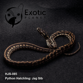 Hatchling Jag Sib HJS-085