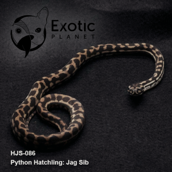 Hatchling Jag Sib Female HJS-086F