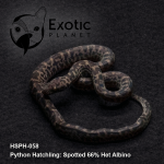 Hatchling Spotted 66% Het Albino HSPH-058