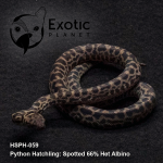 Hatchling Spotted 66% Het Albino HSPH-059