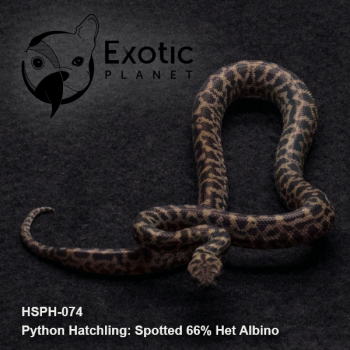Hatchling Spotted 66% Het Albino HSPH-074