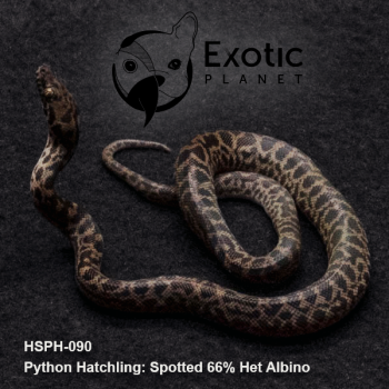 Hatchling Spotted 66% Het Albino HSPH-093