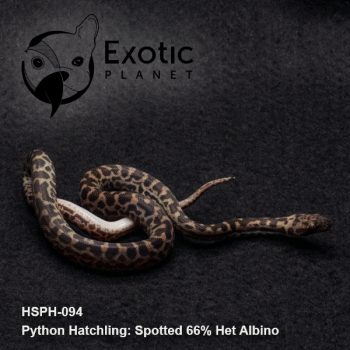 Hatchling Spotted 66% Het Albino HSPH-094