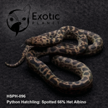 Hatchling Spotted 66% Het Albino HSPH-096