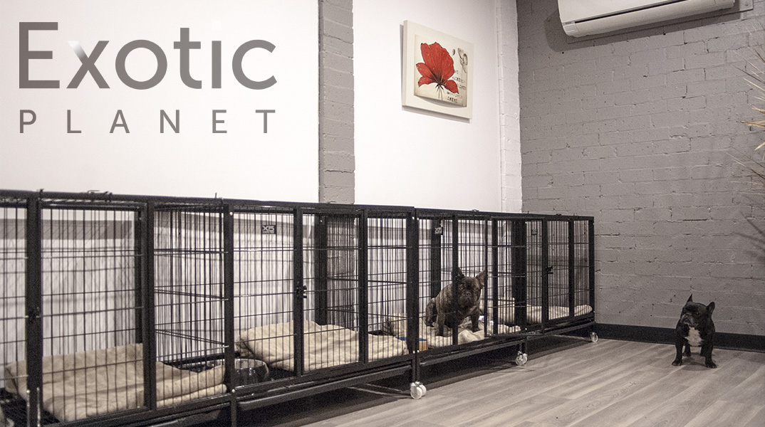 Stylish black dog cage habitats in an air-conditioned and renovated room with art on the walls and a Brindle French Bulldog sitting in one of the stylish cages.